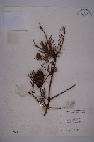 臺灣黃杉藏品圖，第1張