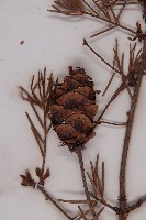 臺灣黃杉藏品圖，第3張