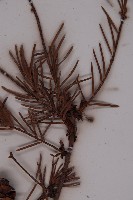 臺灣黃杉藏品圖，第4張