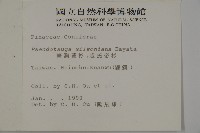 臺灣黃杉藏品圖，第2張