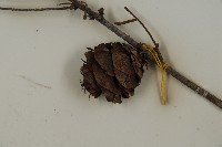 臺灣黃杉藏品圖，第3張