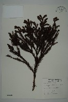 柳杉藏品圖，第1張