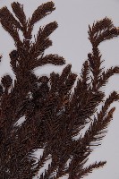 柳杉藏品圖，第3張