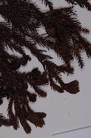 柳杉藏品圖，第4張