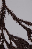 柳杉藏品圖，第5張