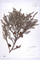 柳杉藏品圖，第1張