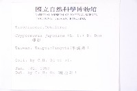 柳杉藏品圖，第2張