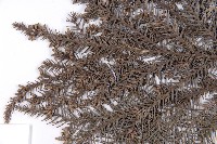 柳杉藏品圖，第5張