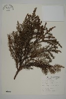 柳杉藏品圖，第1張