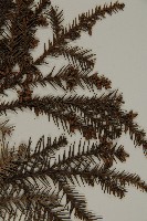 柳杉藏品圖，第3張