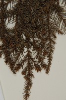 柳杉藏品圖，第4張