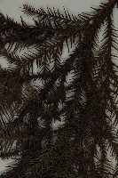 柳杉藏品圖，第5張