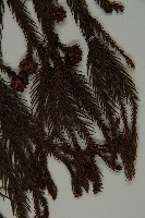 柳杉藏品圖，第5張