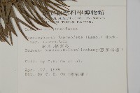 杉木藏品圖，第2張