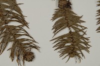 杉木藏品圖，第3張