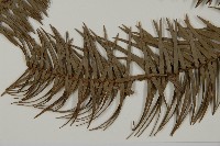 杉木藏品圖，第5張