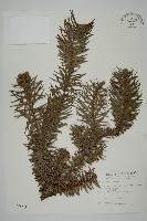 杉木藏品圖，第1張