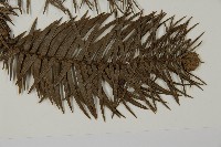 杉木藏品圖，第3張