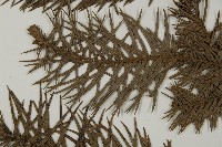 杉木藏品圖，第5張