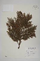 紅檜藏品圖，第1張