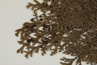 紅檜藏品圖，第3張