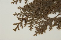 紅檜藏品圖，第4張