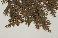 紅檜藏品圖，第5張