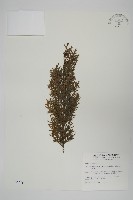 紅檜藏品圖，第1張