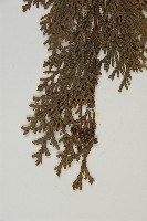 紅檜藏品圖，第3張