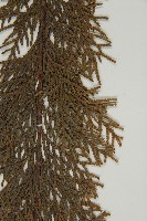 紅檜藏品圖，第4張