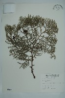 側柏藏品圖，第1張