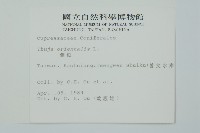 側柏藏品圖，第2張