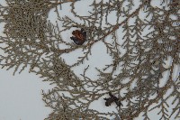 側柏藏品圖，第3張