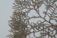 側柏藏品圖，第4張