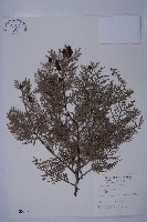 側柏藏品圖，第1張