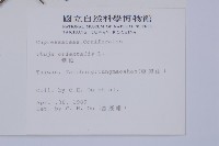 側柏藏品圖，第2張