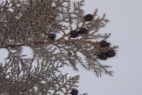 側柏藏品圖，第3張