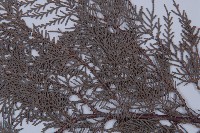 側柏藏品圖，第5張