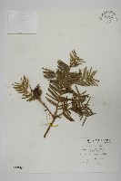 臺灣粗榧、台灣三尖杉藏品圖，第1張