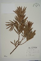 大葉羅漢松藏品圖，第1張