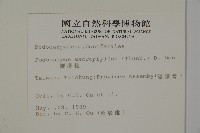 大葉羅漢松藏品圖，第2張