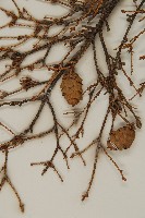 臺灣鐵杉藏品圖，第4張