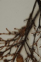 臺灣鐵杉藏品圖，第5張