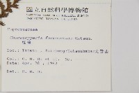 紅檜藏品圖，第2張