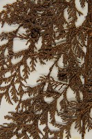 紅檜藏品圖，第4張