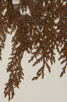 紅檜藏品圖，第5張