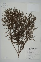 水松、廣東杉藏品圖，第1張