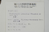 水松、廣東杉藏品圖，第2張
