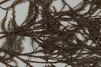 水松、廣東杉藏品圖，第3張