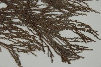 水松、廣東杉藏品圖，第4張